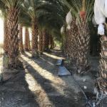 A beautiful day at Sam Cobb Farms' Desert Hot Springs ranch.